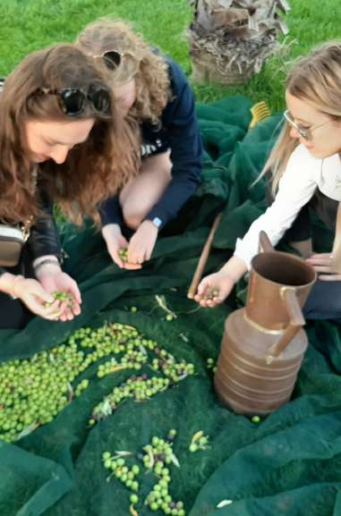 Raccolta delle olive, visita al frantoio e degustazione autunnale 🌿🍇🍷