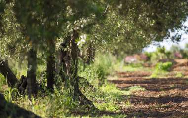 Raccolta delle olive, visita al frantoio e degustazione autunnale 🌿🍇🍷