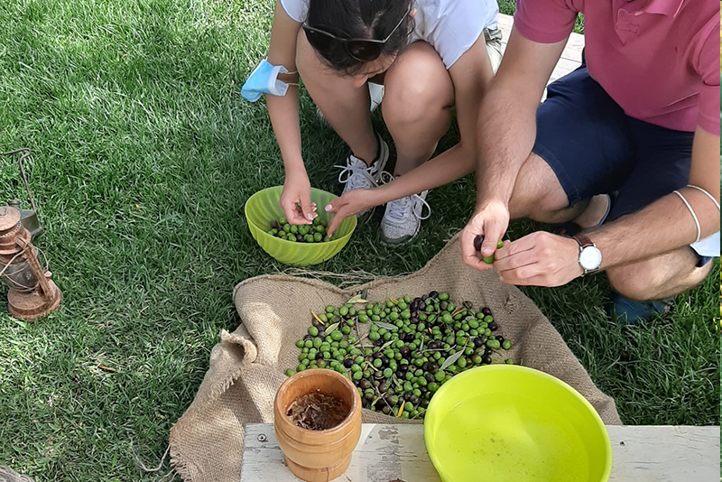 Raccolta delle olive, visita al frantoio e degustazione autunnale 🌿🍇🍷