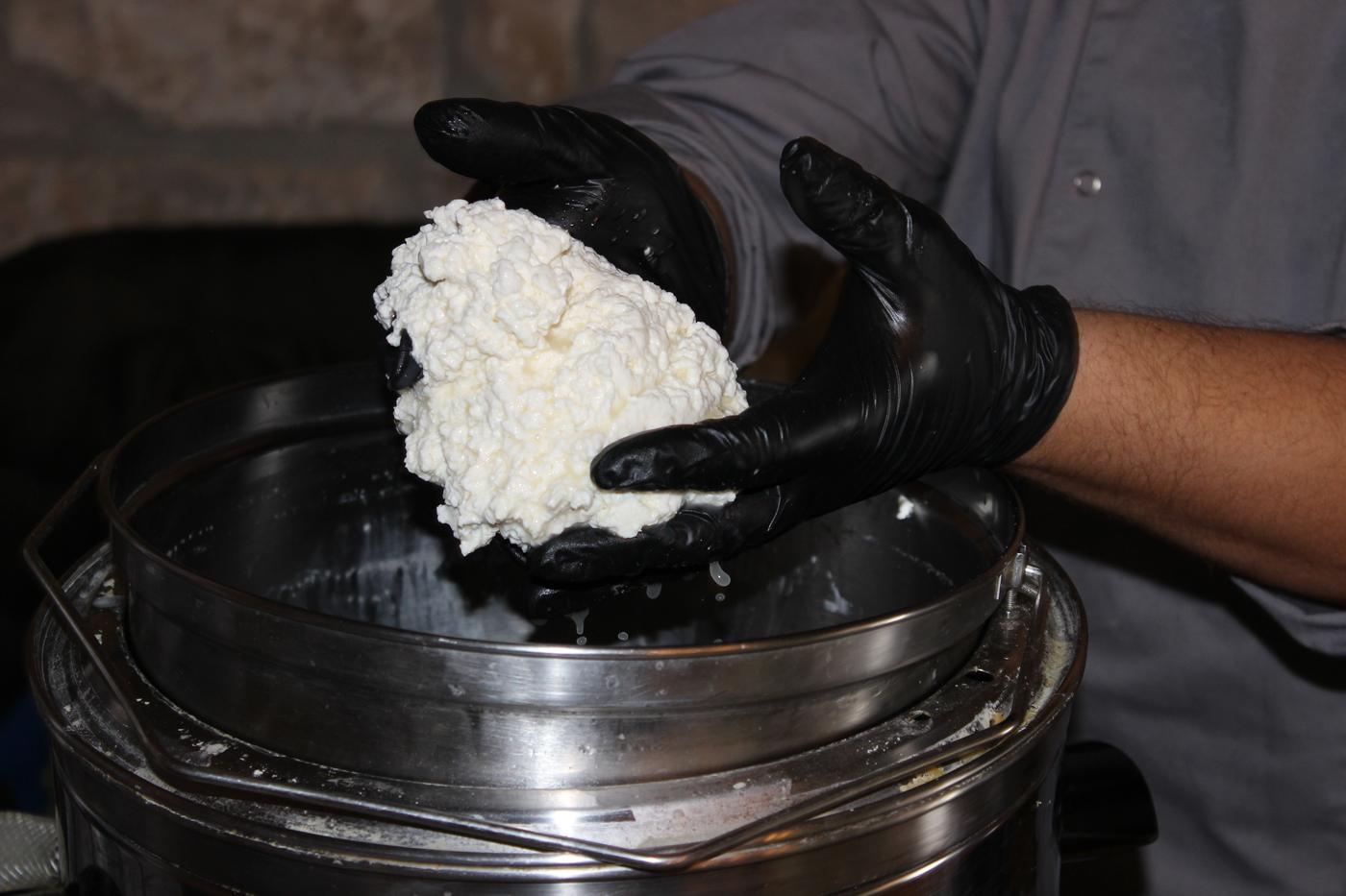 Cheese Experience: in azienda, dagli animali al formaggio
