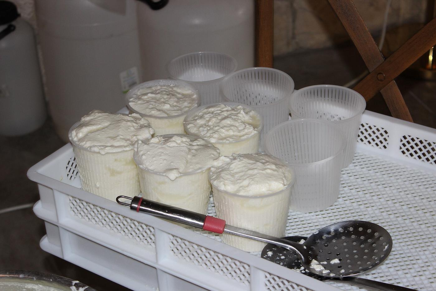 Cheese Experience: in azienda, dagli animali al formaggio