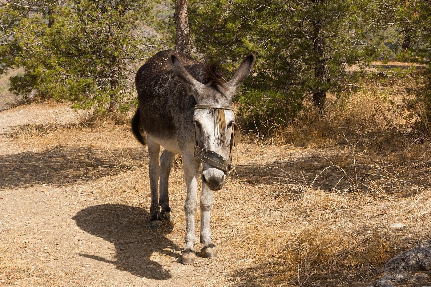 Meeting the donkeys, in the heart of the Madonie