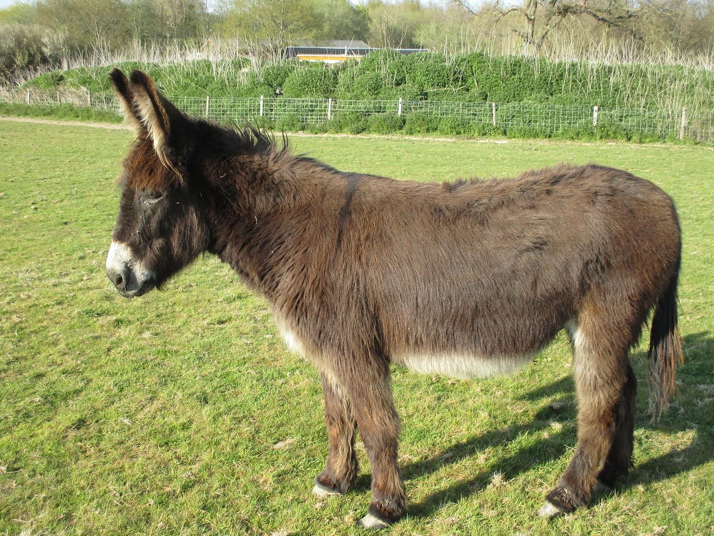 Meeting the donkeys, in the heart of the Madonie
