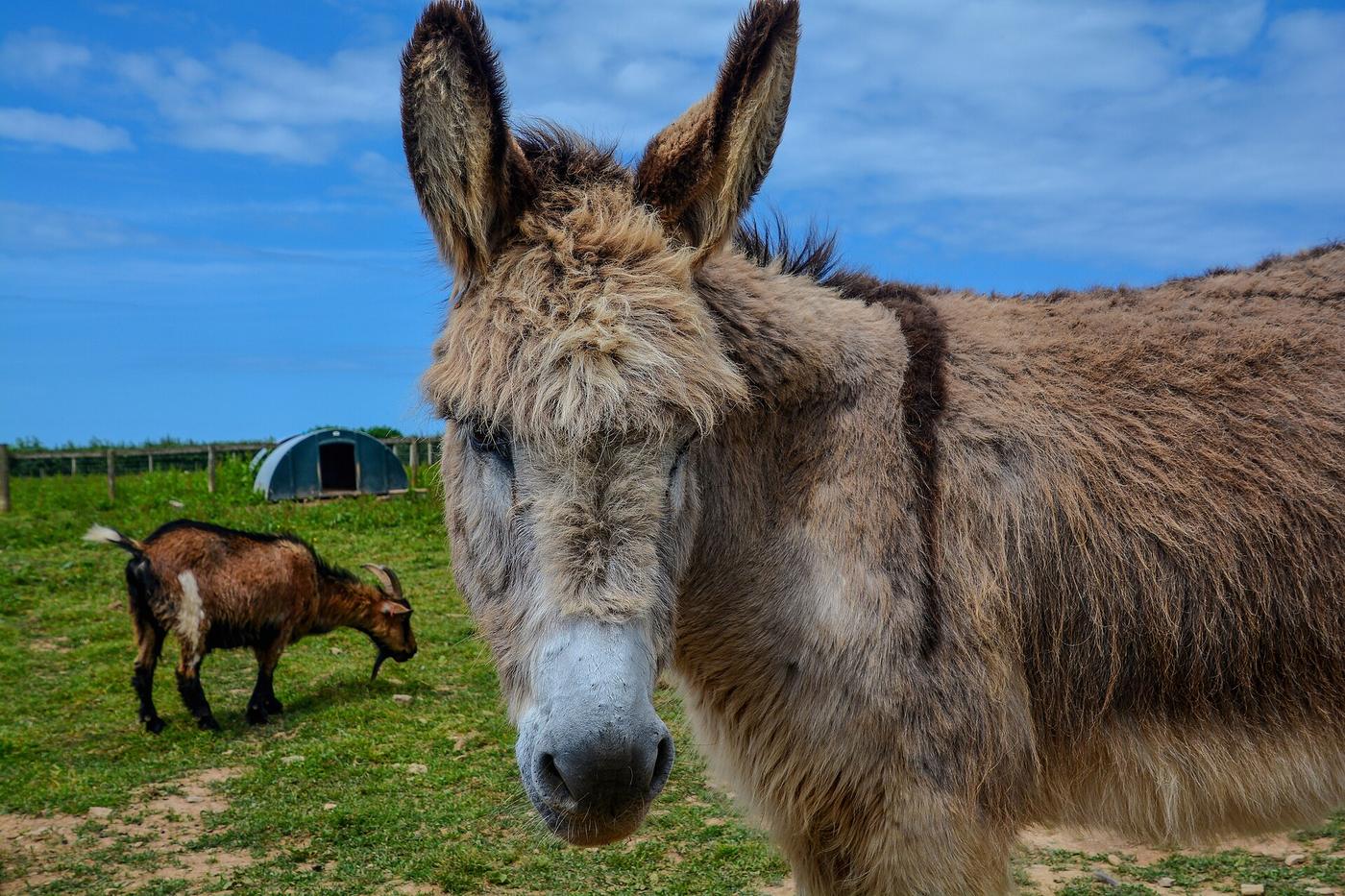 Meeting the donkeys, in the heart of the Madonie