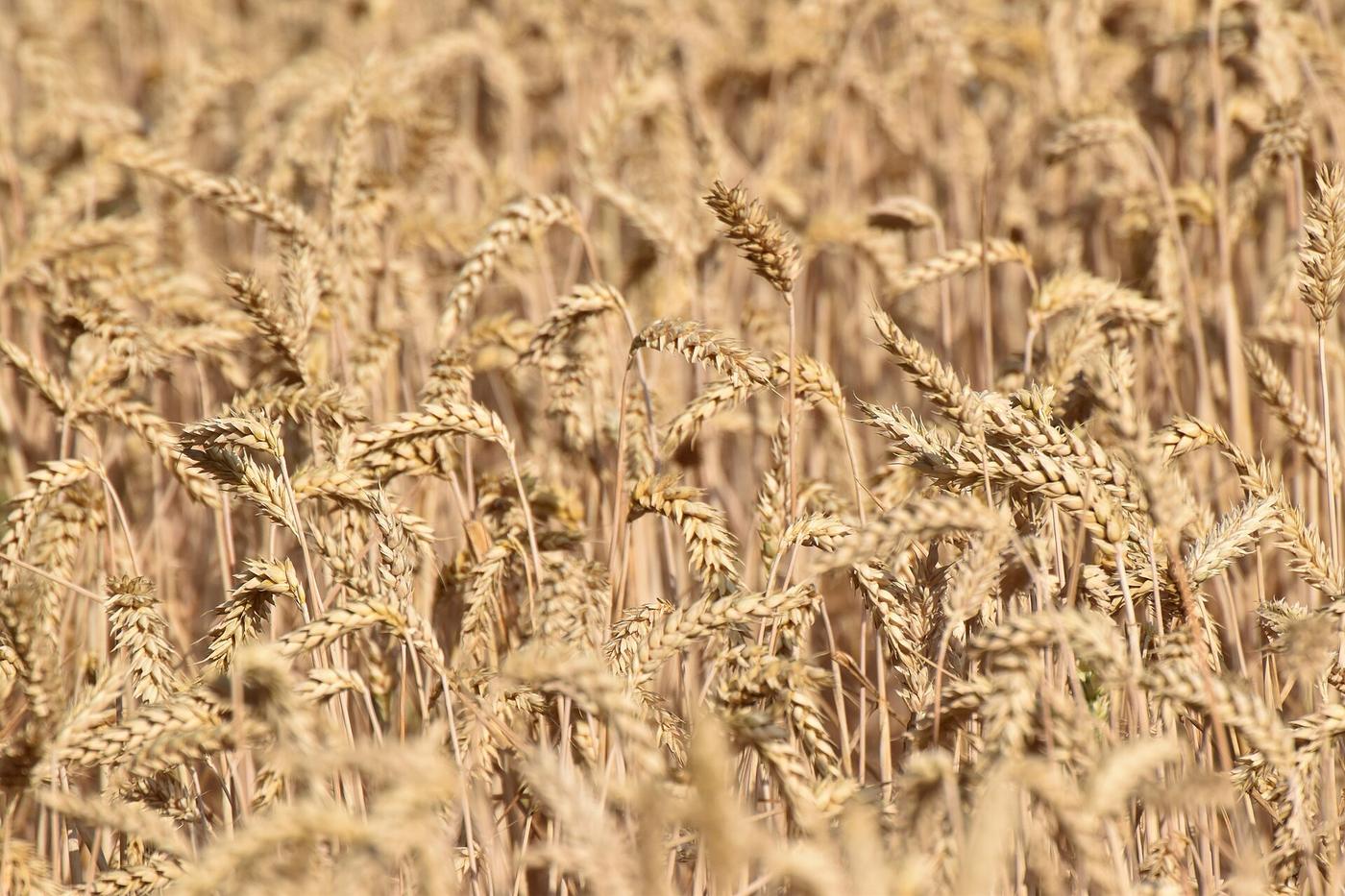 L'essenza del grano: dal chicco al pane
