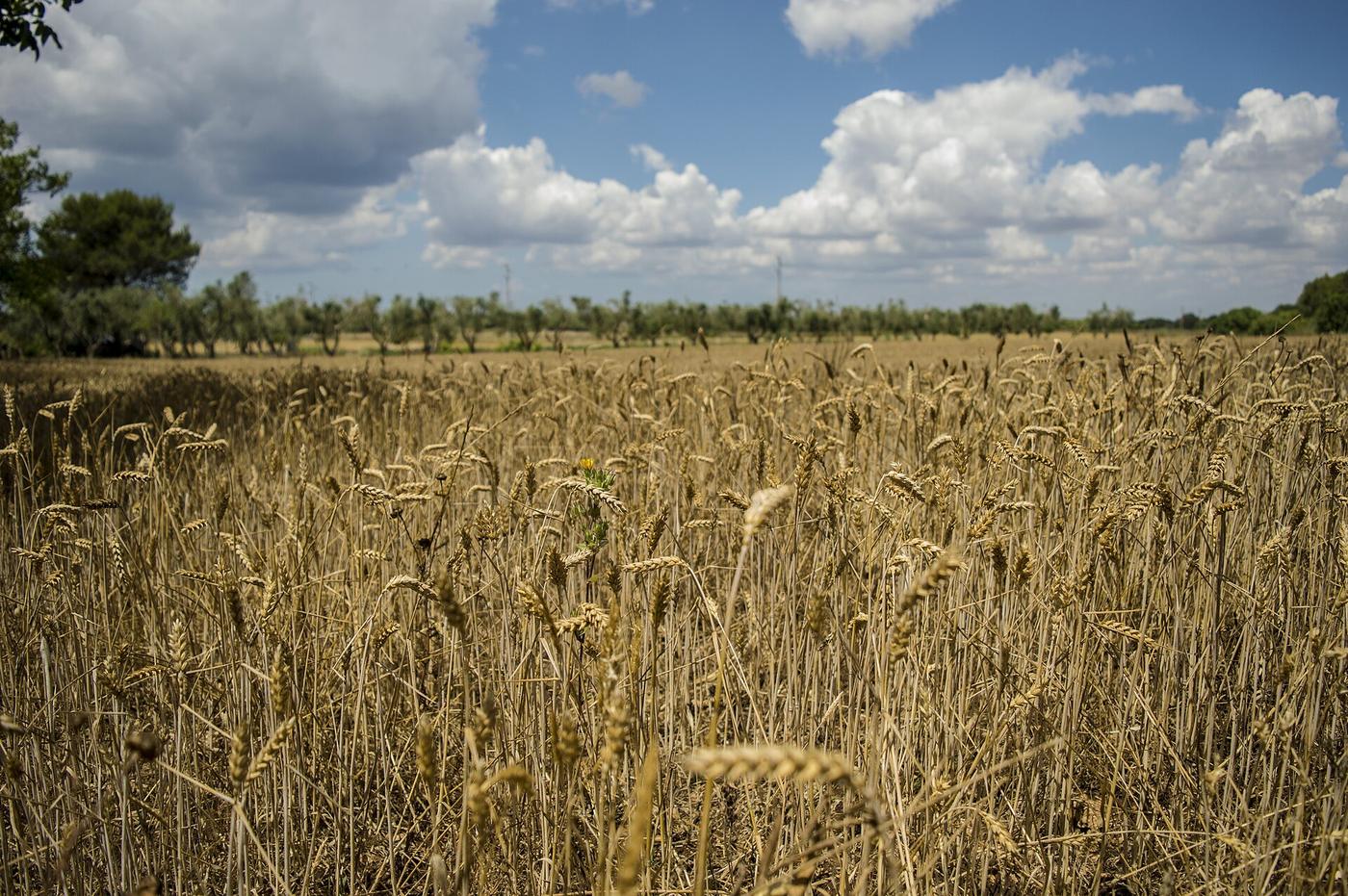 L'essenza del grano: dal chicco al pane