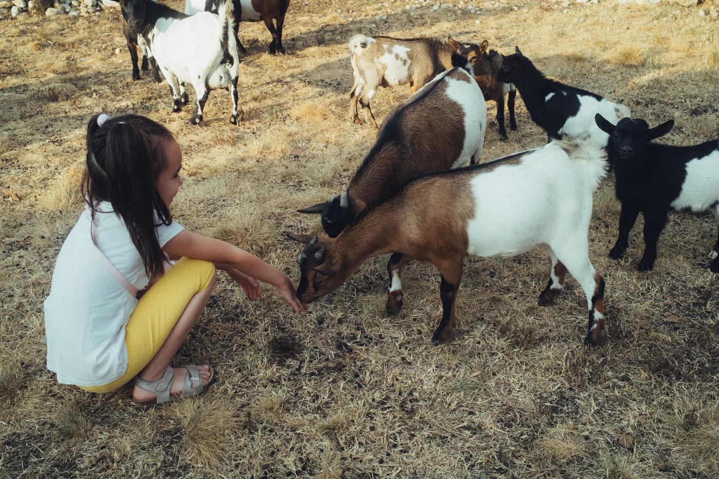 Cheese Farm Experience in Petralia Sottana