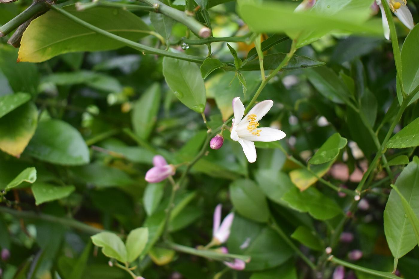 Herbs, traditions and remedies of Sicily, in Castelbuono