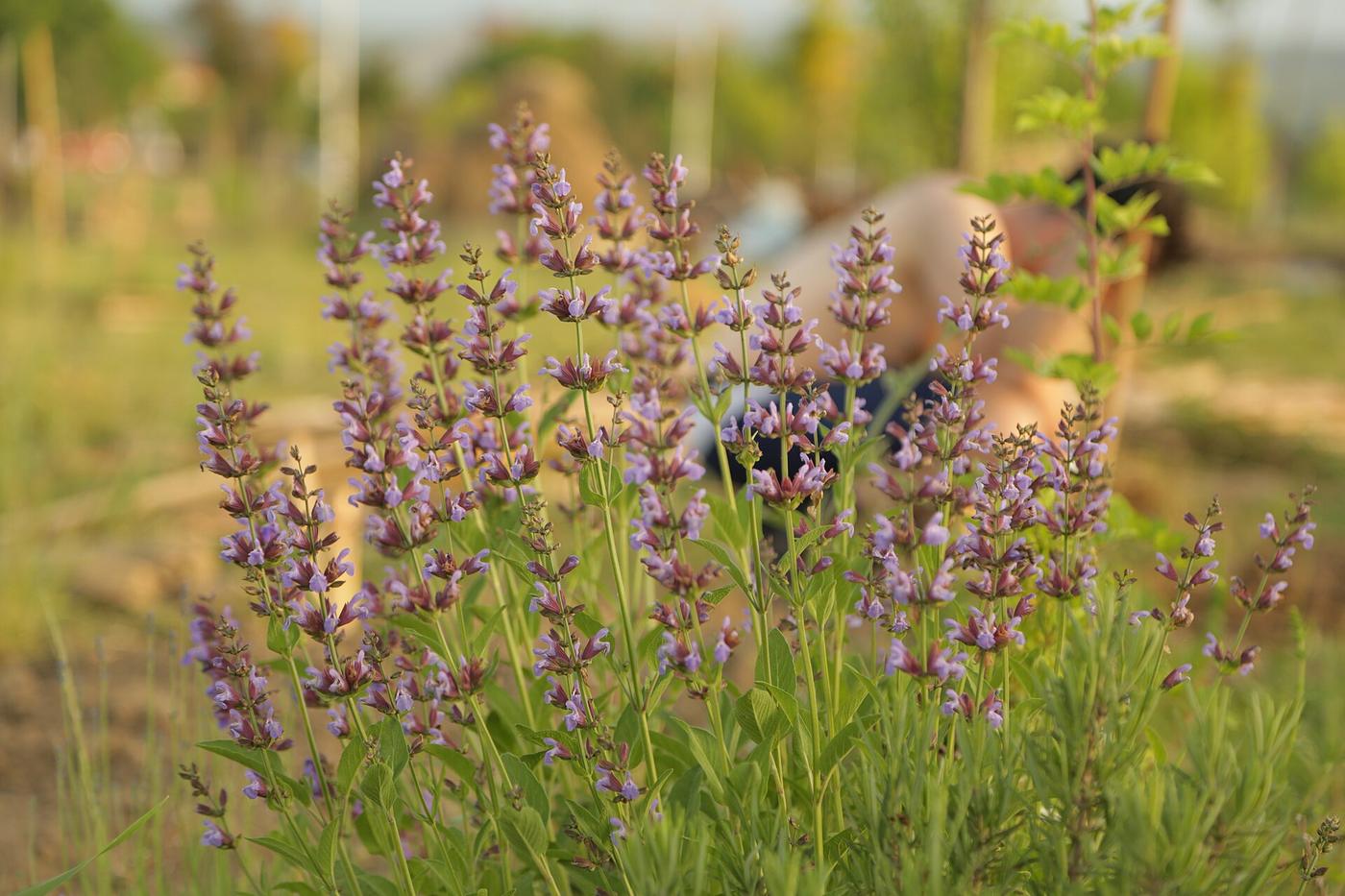 Herbs, traditions and remedies of Sicily, in Castelbuono