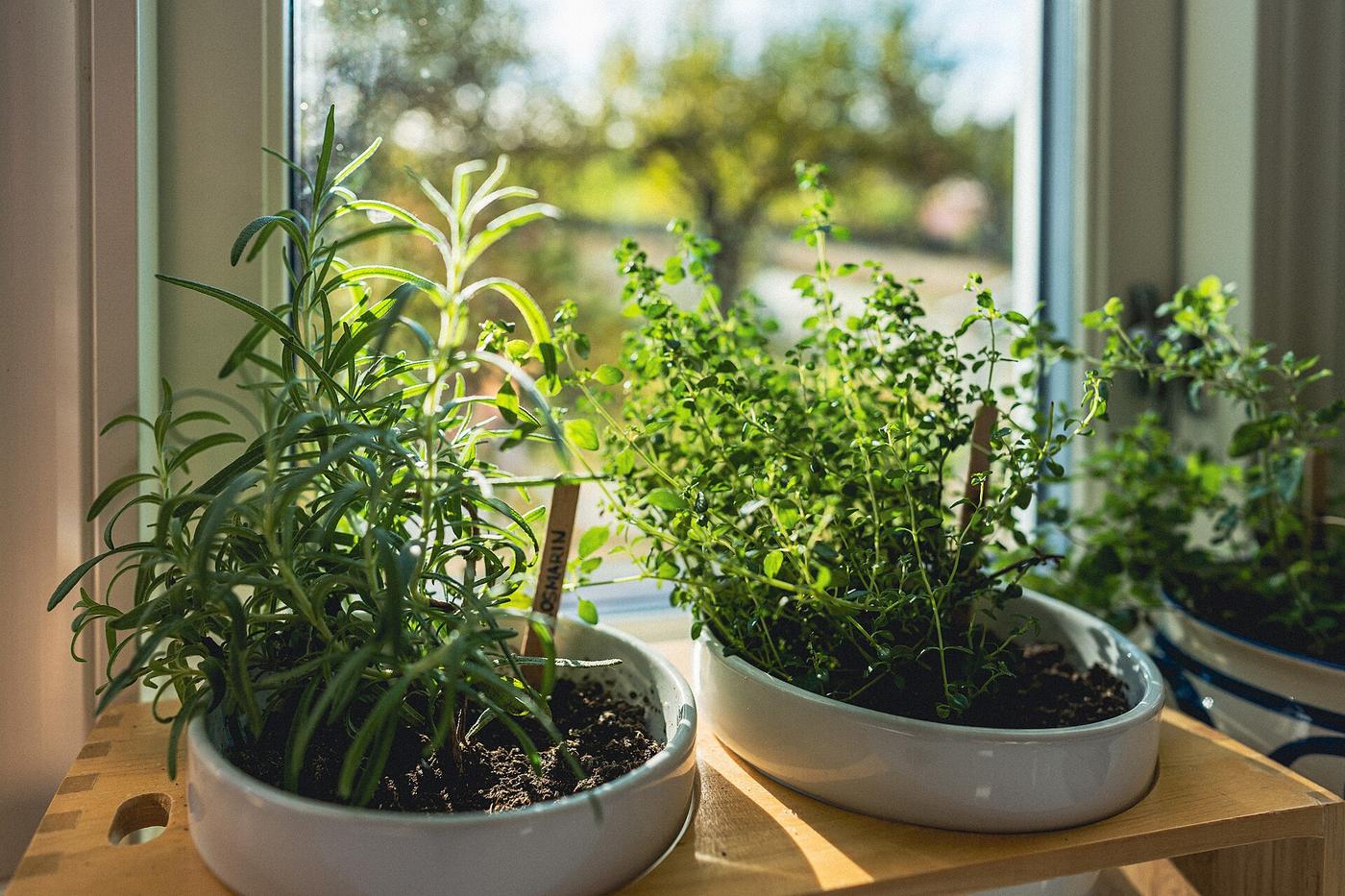 Herbs, traditions and remedies of Sicily, in Castelbuono