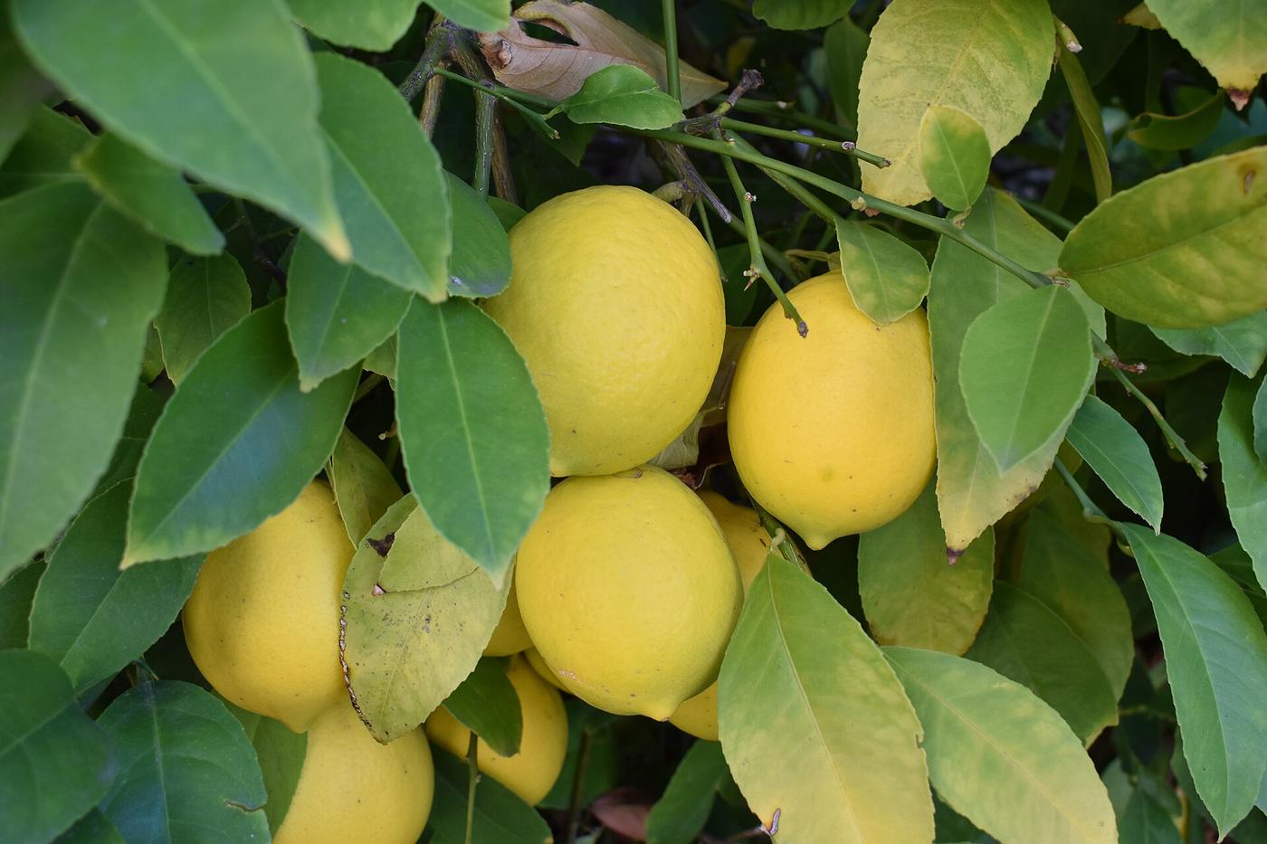 Herbs, traditions and remedies of Sicily, in Castelbuono
