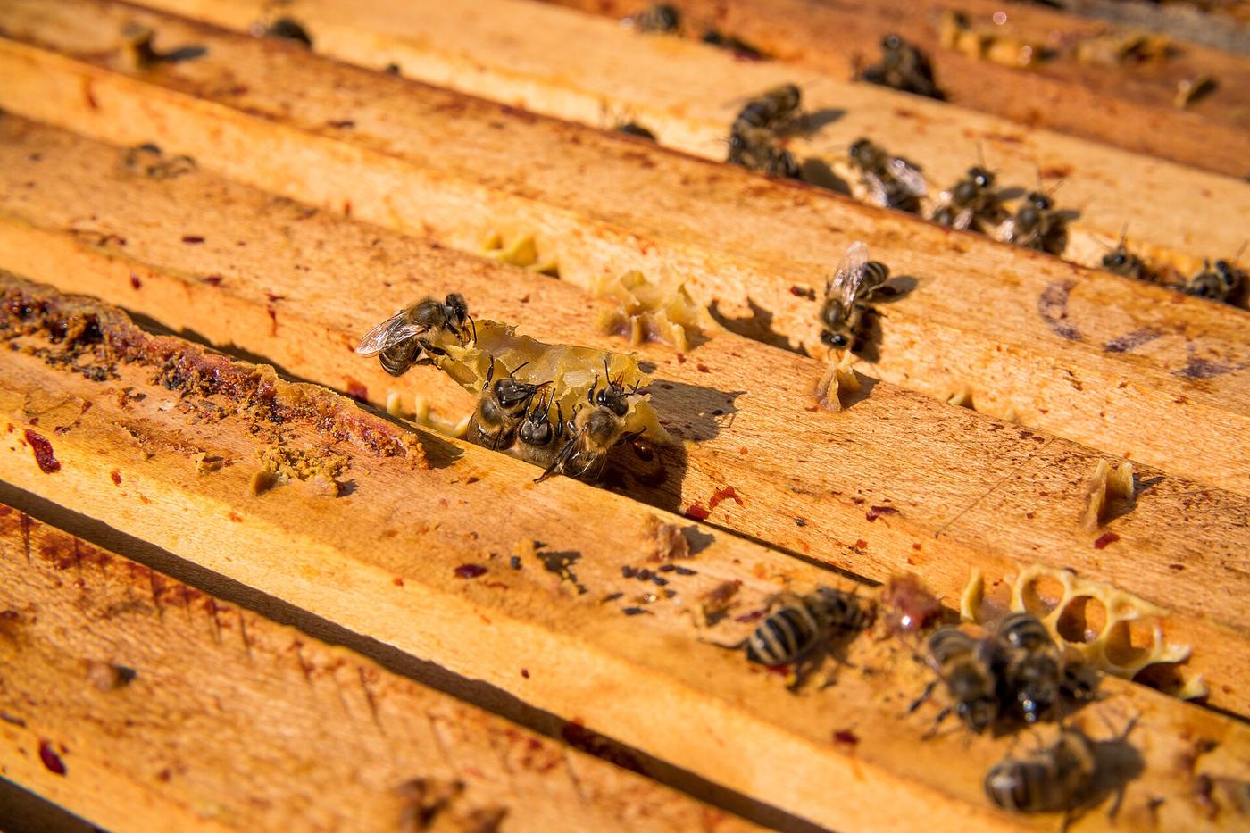 Honey Experience: il mondo del miele