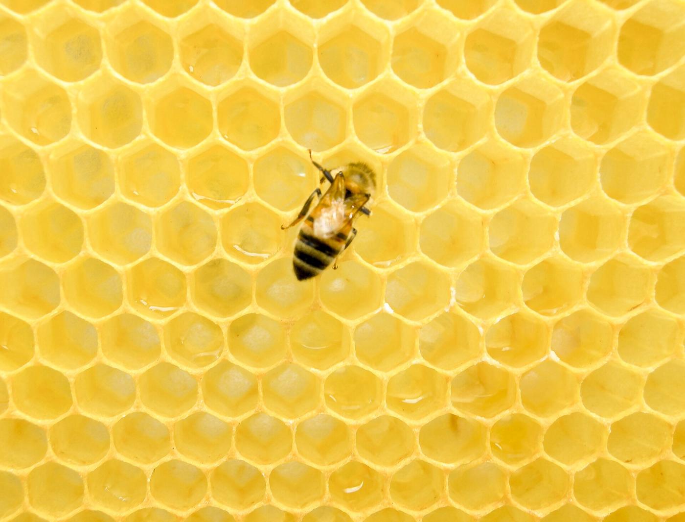 Honey Experience: il mondo del miele