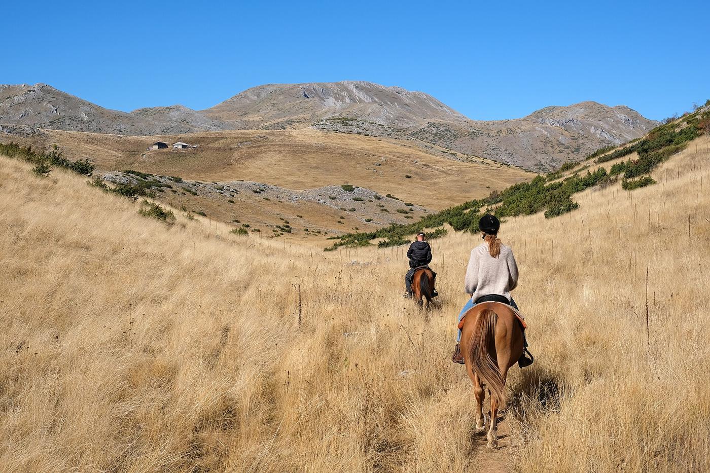 Incontro con i cavalli: natura e connessione