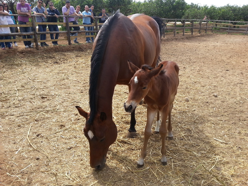 Meet the Animals and explore the aromatic garden
