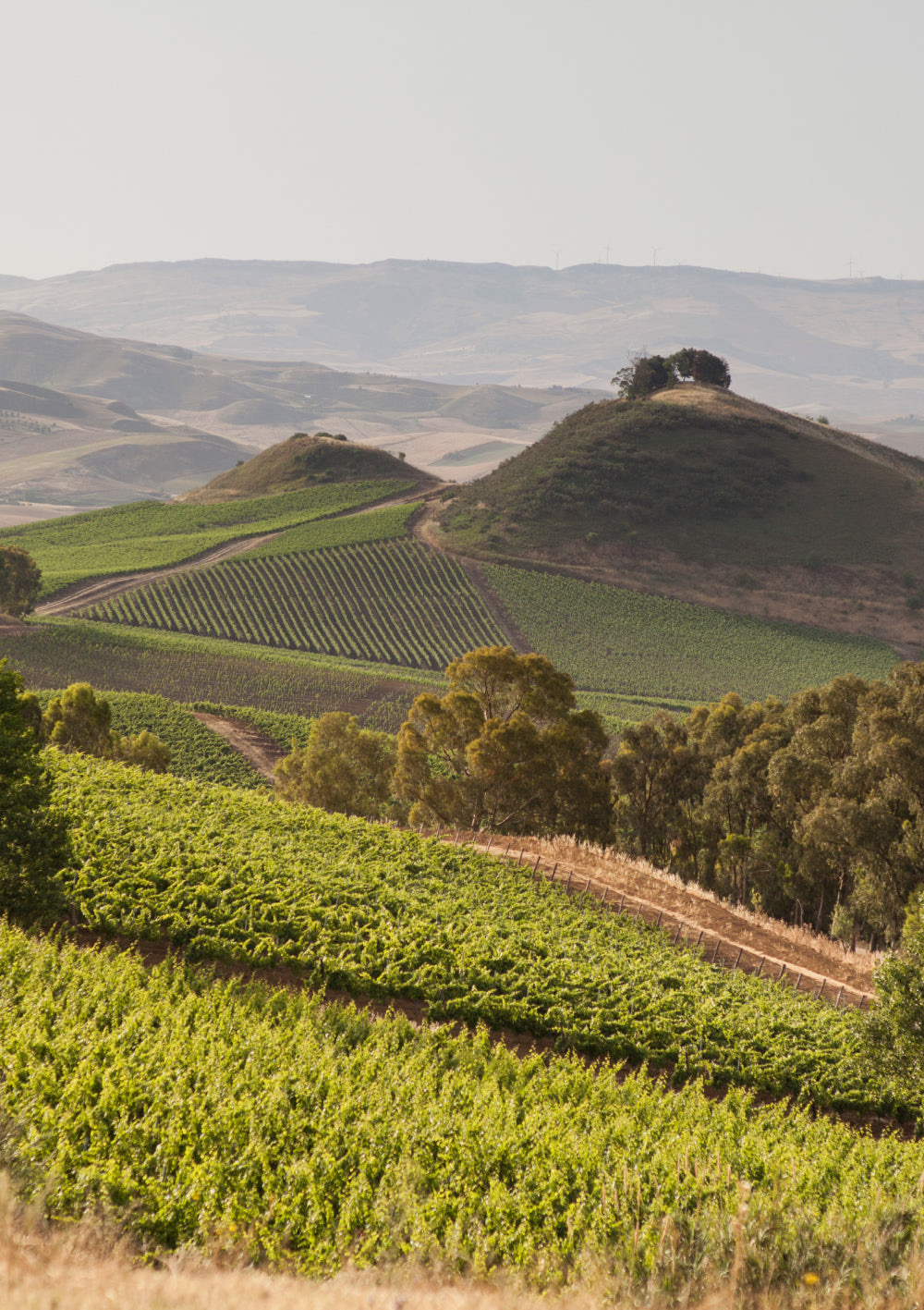 Regaleali: Le Grandi Vigne