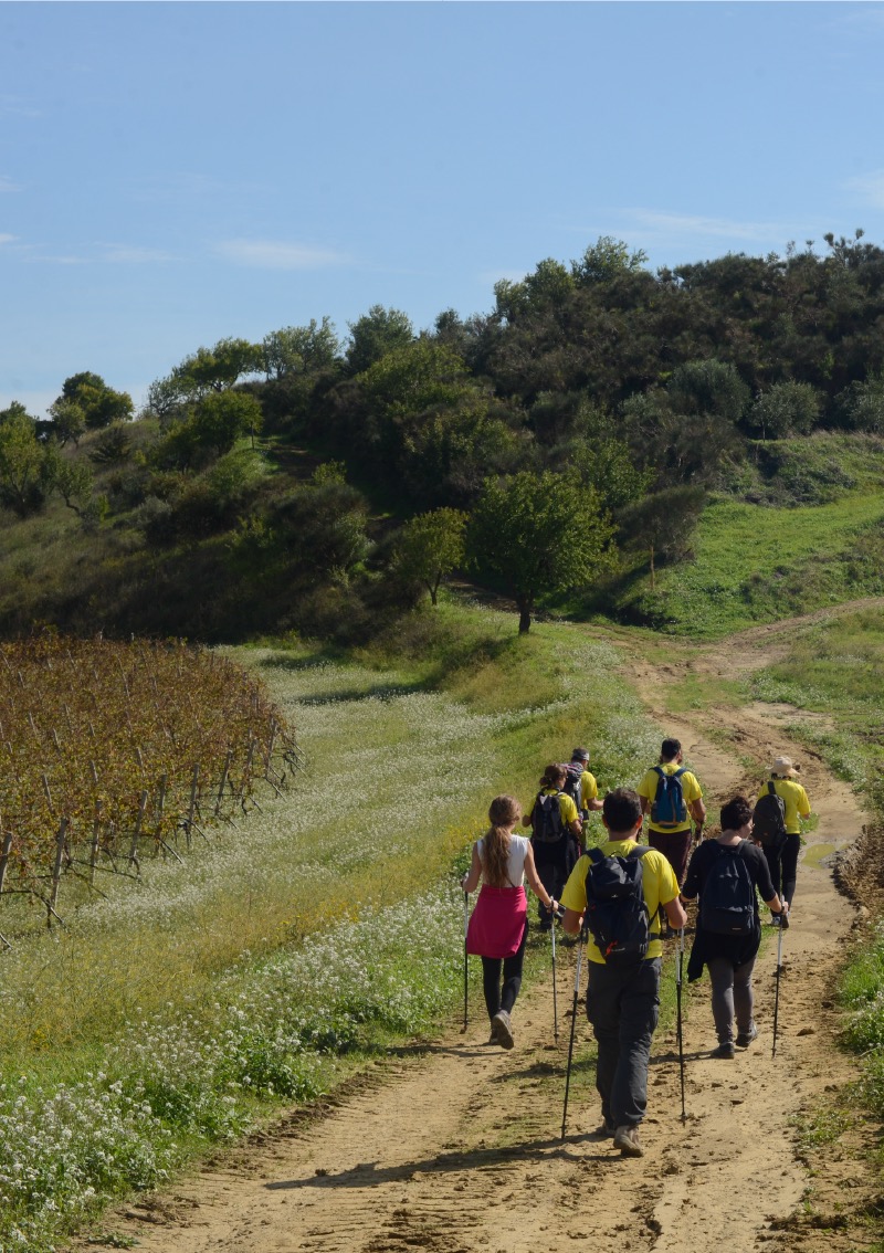 Regaleali: vineyard trekking and lunch with tasting