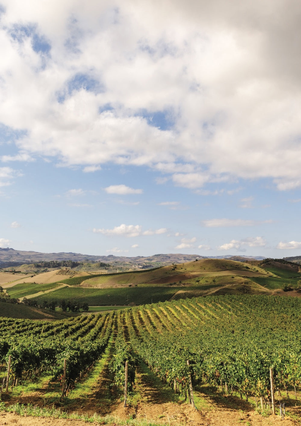 Regaleali: la Sicilia raccontata dai vini Tasca d'Almerita
