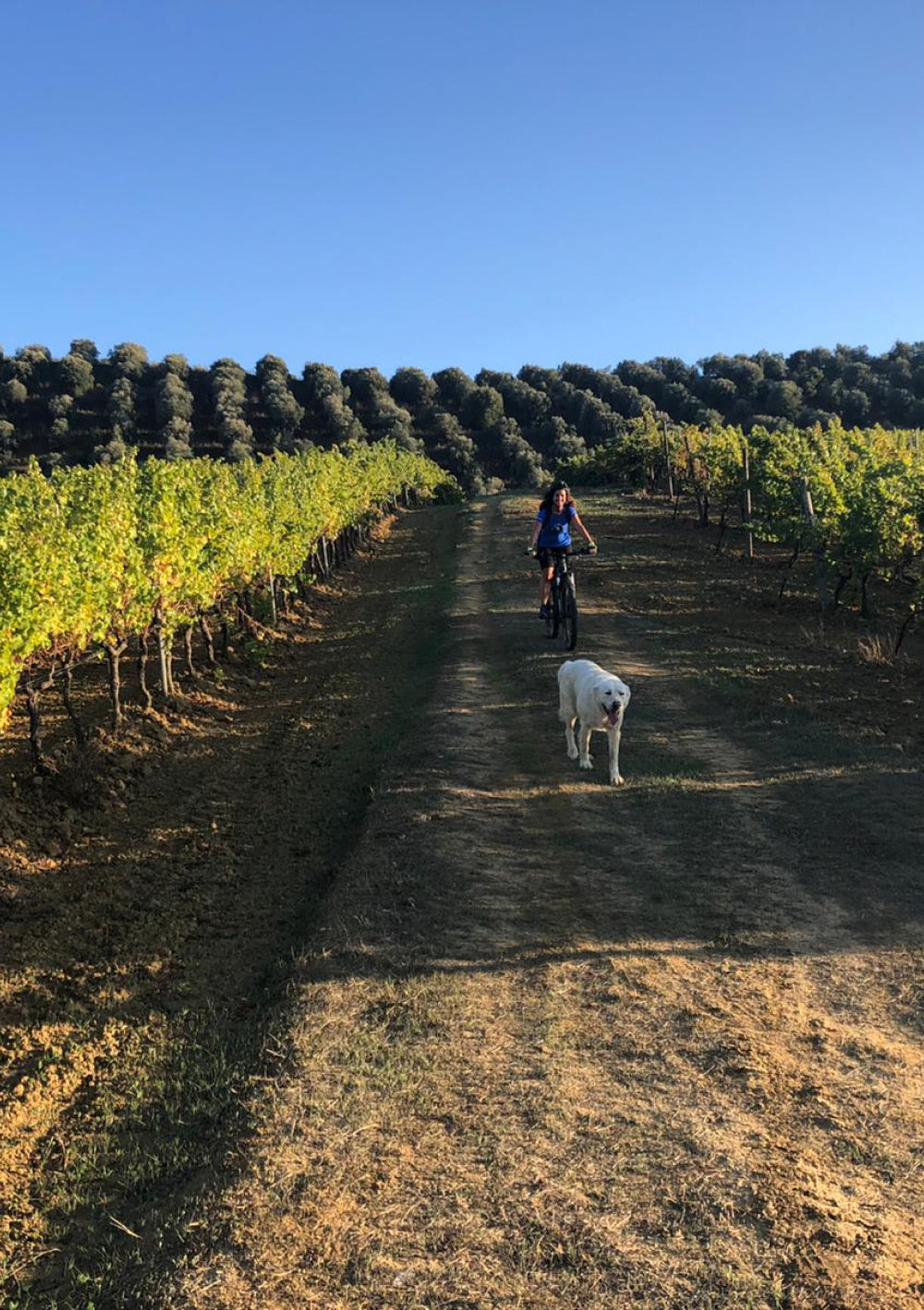 Sallier de La Tour: e-bike tra i vigneti della DOC Monreale