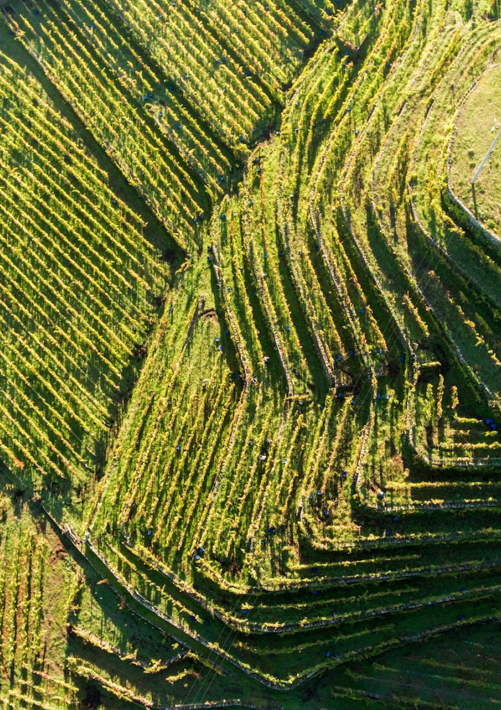 Tascante: vino, olio e pane