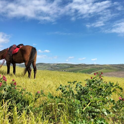 Horseback Olive Tree and Vineyard Estates