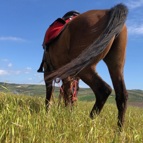 Horseback Olive Tree and Vineyard Estates