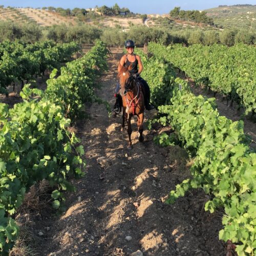 Horseback Olive Tree and Vineyard Estates
