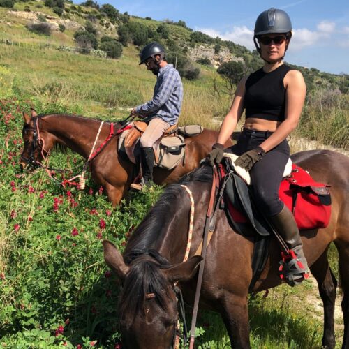 Horseback Olive Tree and Vineyard Estates
