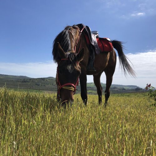 Horseback Olive Tree and Vineyard Estates