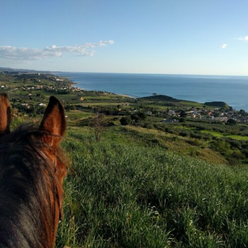 Horseback Olive Tree and Vineyard Estates